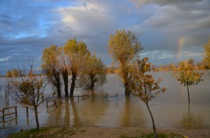 Immagine 230